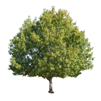 woodle